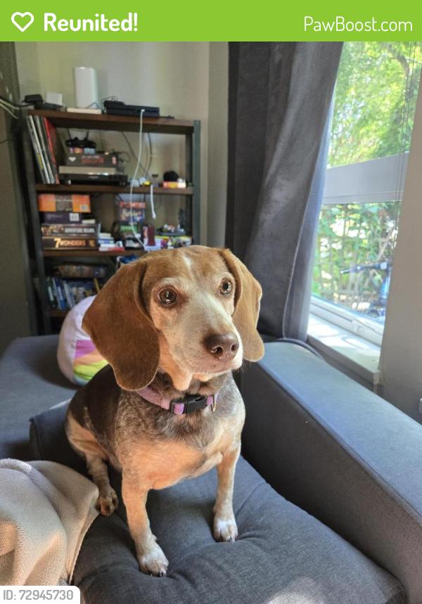 Reunited Female Dog last seen 20th & Hull, Vancouver, BC V5N 2L2