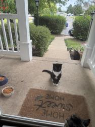 Reunited Unknown Cat last seen Taylor Rd and Weber Rd, Romeoville, IL 60446