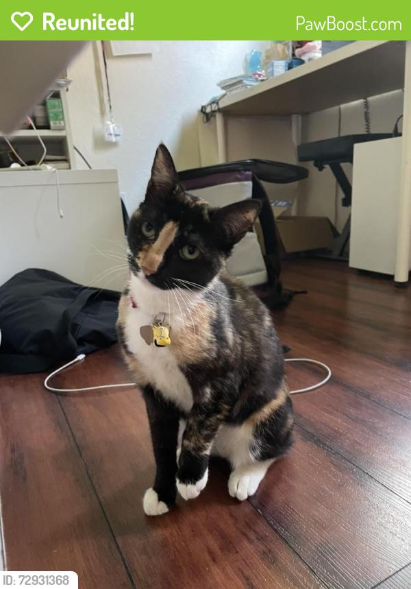 Reunited Female Cat last seen Pine hollow cir, San Jose, CA 95133