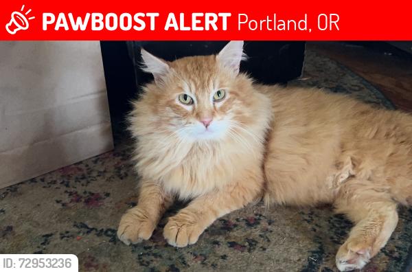 Lost Male Cat last seen Se168th haig, Portland, OR 97236