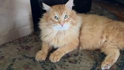 Lost Male Cat last seen Se168th haig , Portland, OR 97236