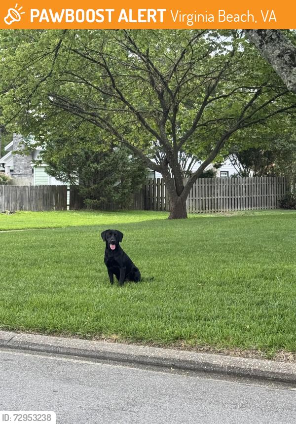 Found/Stray Unknown Dog last seen Capot & Sir Barton, Virginia Beach, VA 23462
