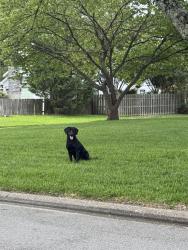 Found/Stray Unknown Dog last seen Capot & Sir Barton, Virginia Beach, VA 23462