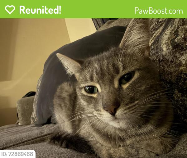 Reunited Female Cat last seen Near S glendale ave, Glendale, CA 91205