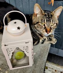 Lost Male Cat last seen Near door, Kent, England CT20 3FH