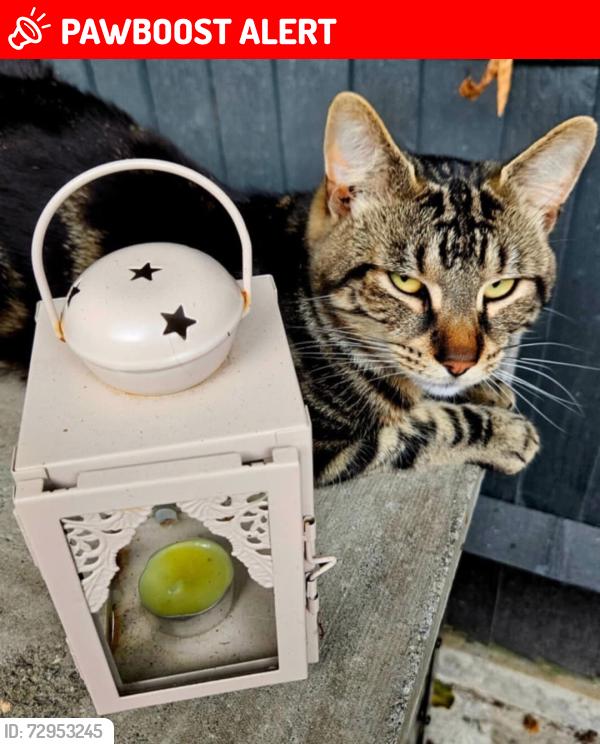 Lost Male Cat last seen Near door, Kent, England CT20 3FH