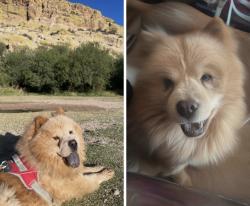 Reunited Male Dog last seen Pasadena rd and Mesa dr, Mesa, AZ 85201