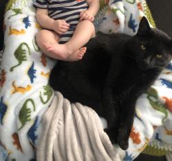 Reunited Male Cat last seen Allen and Dumville , Suffolk, VA 23434