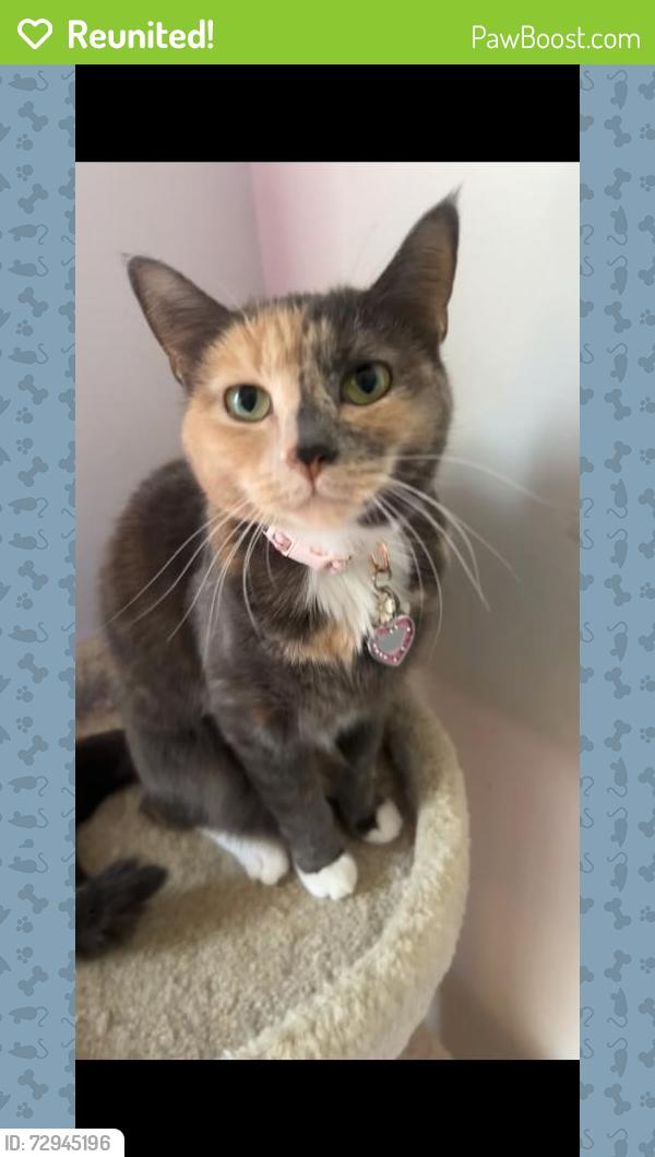 Reunited Female Cat last seen Old Richmond Elementary School, Tobaccoville, NC 27050