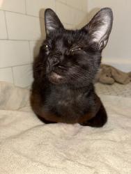 Found/Stray Male Cat last seen Yucca & Whitley Ave, Los Angeles, CA 90028