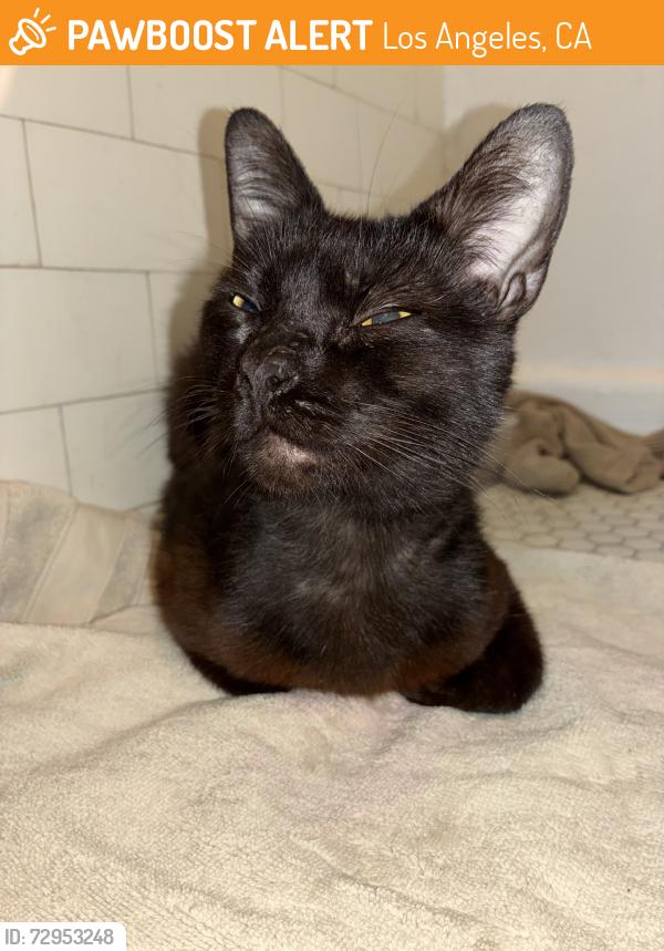 Found/Stray Male Cat last seen Yucca & Whitley Ave, Los Angeles, CA 90028