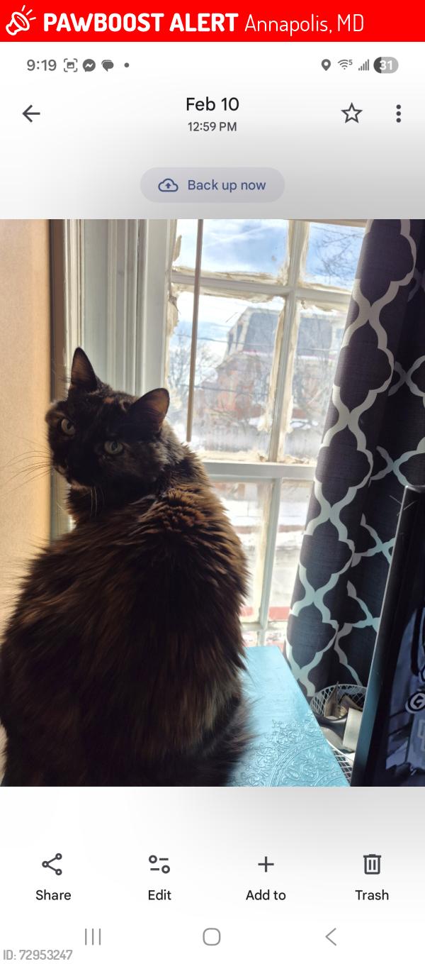 Lost Female Cat last seen Preschool for the Arts at St Annes, Annapolis, MD 21401