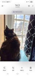 Lost Female Cat last seen Preschool for the Arts at St Annes, Annapolis, MD 21401