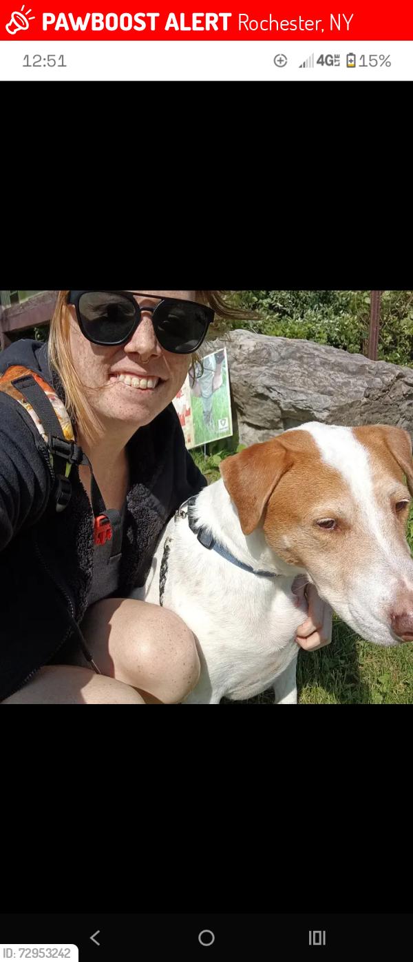 Lost Male Dog last seen Glenwood and lake ave, Rochester, NY 14613