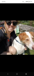 Lost Male Dog last seen Glenwood and lake ave, Rochester, NY 14613
