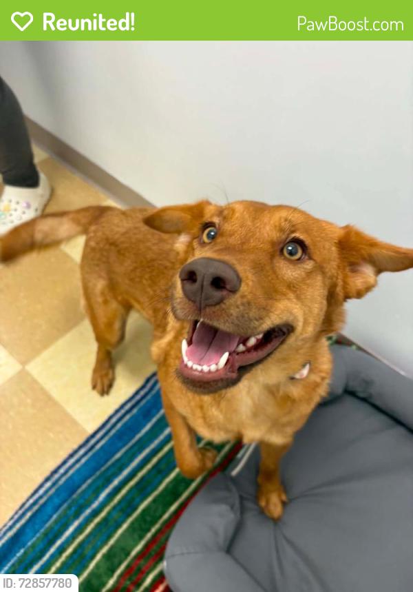Reunited Female Dog last seen Wendy's and Tatum park, Middletown Township, NJ 07748