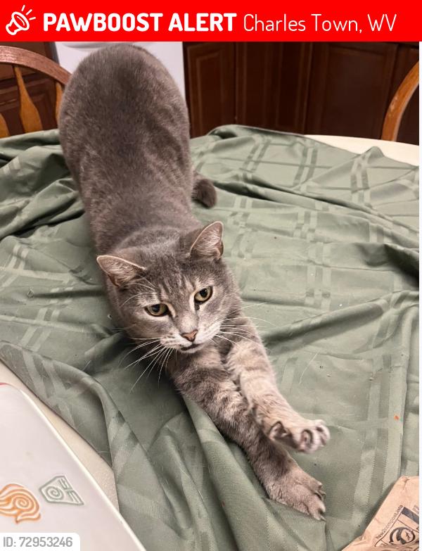 Lost Female Cat last seen Firestation , Charles Town, WV 25414