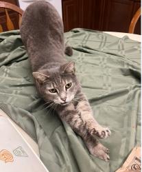 Lost Female Cat last seen Firestation , Charles Town, WV 25414