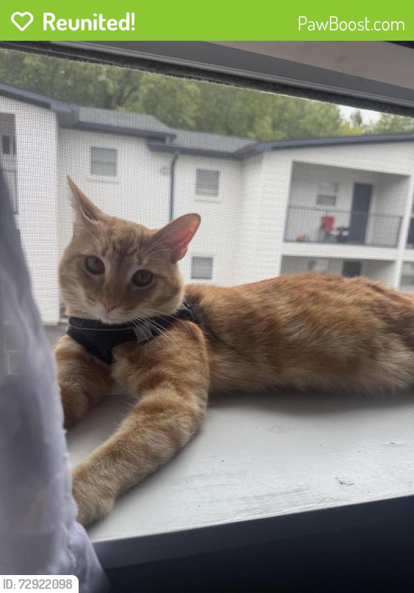 Reunited Male Cat last seen Harwell/MLK, Atlanta, GA 30311