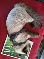 Lost Male Cat last seen Near N Blvd, Tampa, FL 33606, USA, Tampa, FL 33606
