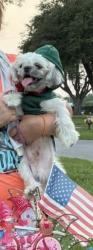 Lost Male Dog last seen E New Hampshire st, Harlingen, TX 78586
