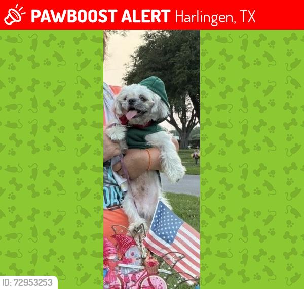 Lost Male Dog last seen E New Hampshire st, Harlingen, TX 78586