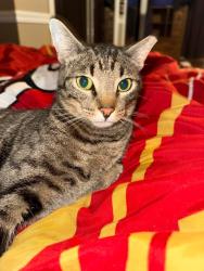 Lost Male Cat last seen River wood way and ambassador , Rancho Cordova, CA 95670