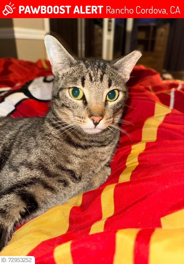 Lost Male Cat last seen River wood way and ambassador , Rancho Cordova, CA 95670
