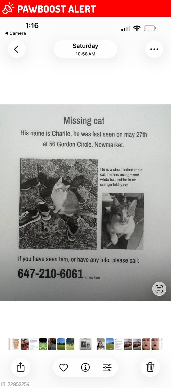 Lost Male Cat last seen Leslie and Moluck, Newmarket, ON L3Y 0C9