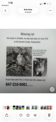 Lost Male Cat last seen Leslie and Moluck, Newmarket, ON L3Y 0C9