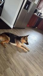 Found/Stray Female Dog last seen Johnson st , Hollywood, FL 33019