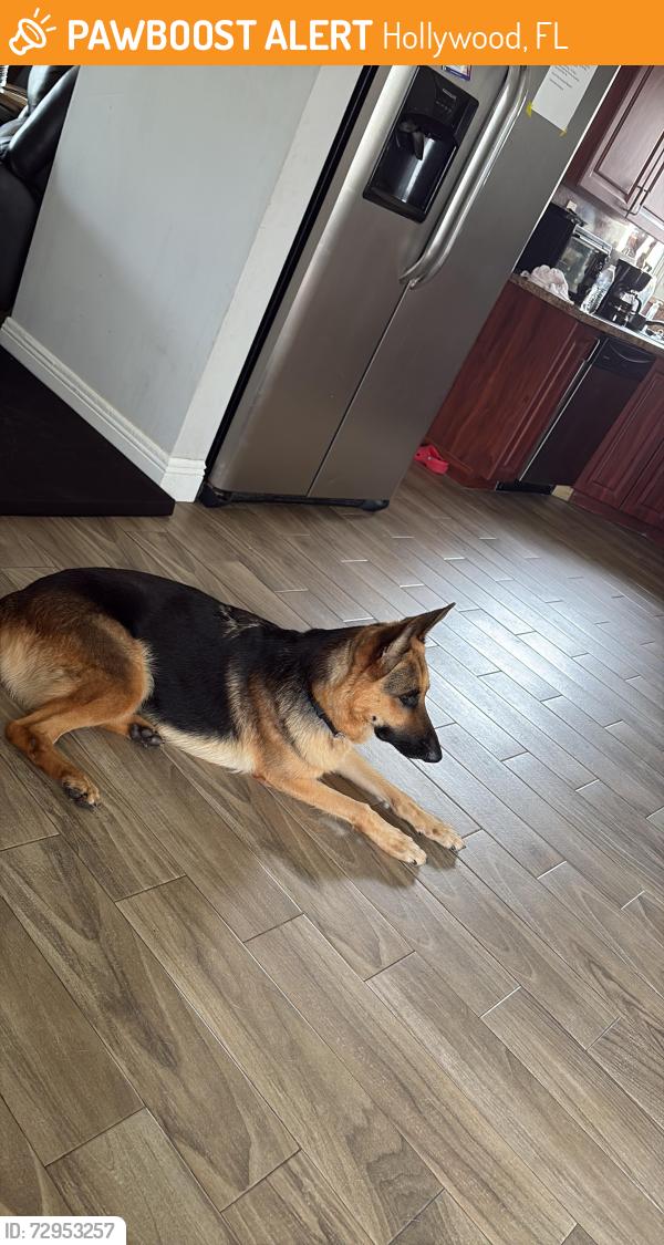 Found/Stray Female Dog last seen Johnson st , Hollywood, FL 33019
