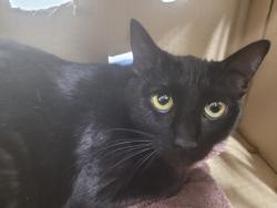 Shelter Stray Female Cat last seen , Los Angeles, CA 90031