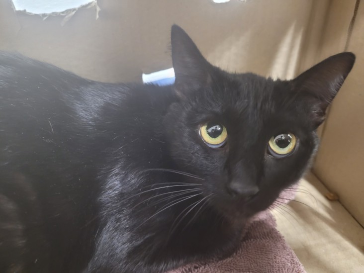 Shelter Stray Female Cat last seen , Los Angeles, CA 90031