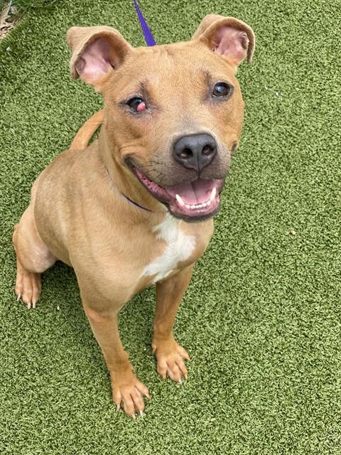 Shelter Stray Female Dog last seen Near BLOCK GARDENIA AVE, FAYETTEVILLE NC 28311, Fayetteville, NC 28306