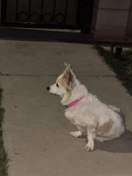 Reunited Female Dog last seen California ave and Union Ave , Bakersfield, CA 93304