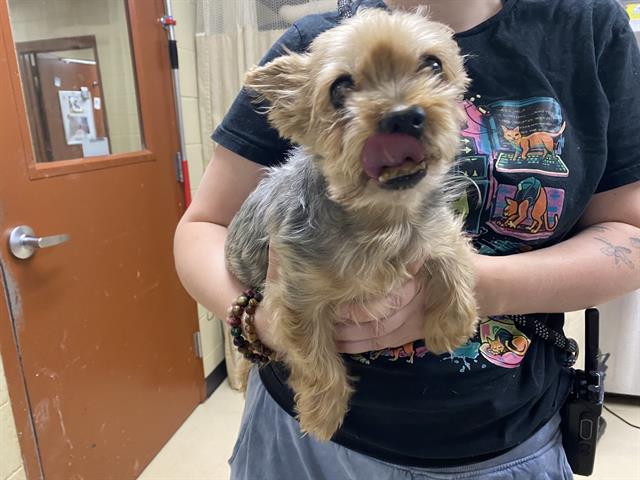 Shelter Stray Male Dog last seen Near BLOCK W LINCOLN AVE, Milwaukee, WI 53215