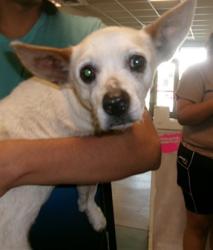 Shelter Stray Female Dog last seen , Los Angeles, CA 91405