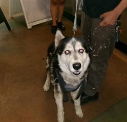 Shelter Stray Male Dog last seen , Los Angeles, CA 91405