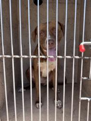 Shelter Stray Female Dog last seen Near BLOCK SW 51ST ST, Oklahoma City, OK 73129
