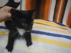 Shelter Stray Female Cat last seen ST CHARLES CO, St. Peters, MO 63376