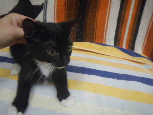 Shelter Stray Female Cat last seen ST CHARLES CO, St. Peters, MO 63376