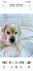 Lost Female Dog last seen Williams Street and High Point Lane, Cedar Hill, TX 75104