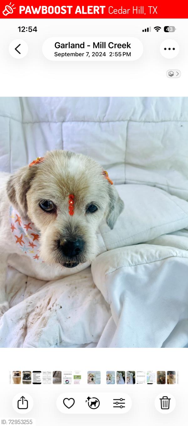 Lost Female Dog last seen Williams Street and High Point Lane, Cedar Hill, TX 75104
