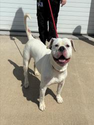Shelter Stray Male Dog last seen Near BLOCK POSSIBILITY WAY, Watterson Park, KY 40218