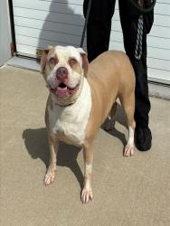 Shelter Stray Female Dog last seen Near BLOCK CIRCLE VALLEY DR, Watterson Park, KY 40218