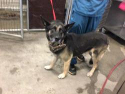 Shelter Stray Male Dog last seen VAN BUREN AND WASHINGTON, Jurupa Valley, CA 92509