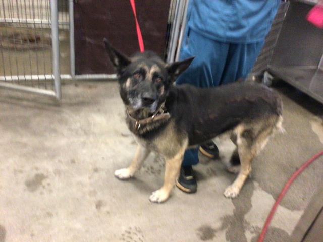 Shelter Stray Male Dog last seen VAN BUREN AND WASHINGTON, Jurupa Valley, CA 92509