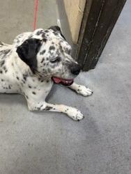 Shelter Stray Female Dog last seen Near BLOCK BURRELL DR, Watterson Park, KY 40218