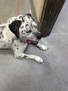 Shelter Stray Female Dog last seen Near BLOCK BURRELL DR, Watterson Park, KY 40218